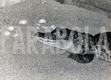 Photo De Presse Vintage Alligator, Tirage 20x15 Cm