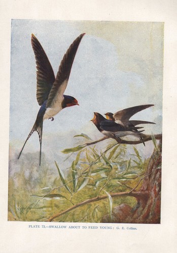 Impression oiseau vintage - impression, d'oiseau