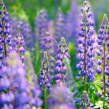 Lupins, 25 kg bleu, pauvre en substances amères, aliment protéiné, conditionn