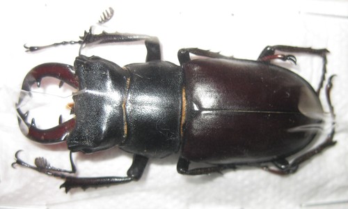 Lucanidae lucanus capra - capra, (=