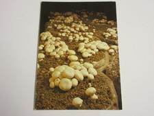 CP CARTE POSTALE MAINE et LOIRE SAUMUR MUSEE du CHAMPIGNON CULTURE en SACS