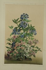 Lithographie couleur originale Botanique fleur Verbena
