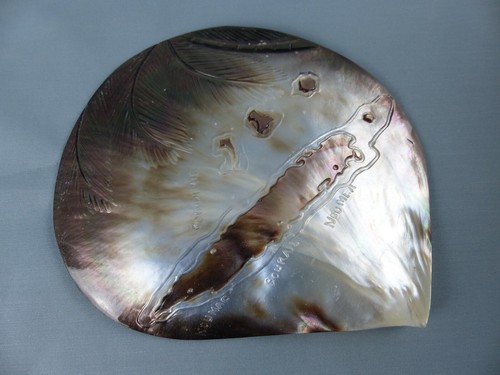 Rare grand coquillage nacre - grand,