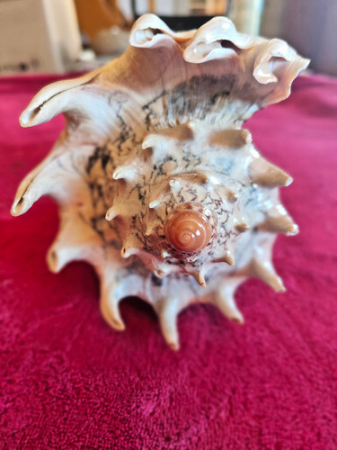 Rare specimen cymbiola - rare,