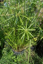 2 Papyrus Cyperus 15/20 cm Plante bassin jardin terrasse appartement mare pot