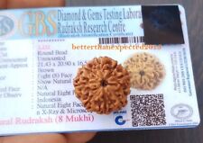 8 comptes Mukhi Rudraksha /