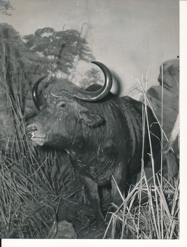 Taxidermie 1950 photo - taxidermie,