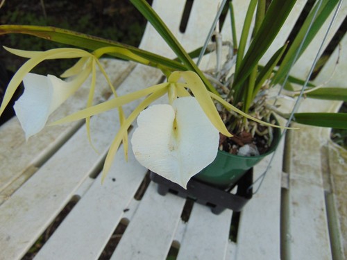 Brassavola nodosa tetra - nodosa, 'tetra'