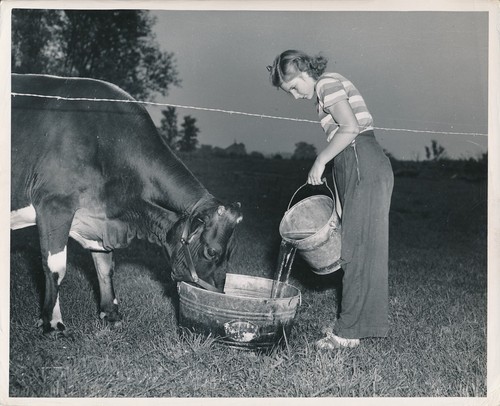 Vache 1950 jeune fille - c.,