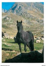 Animaux - Chevaux - Cheval de