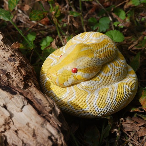 Animal heavenly body albino - heavenly,