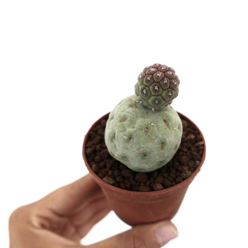 Tephrocactus geometricus