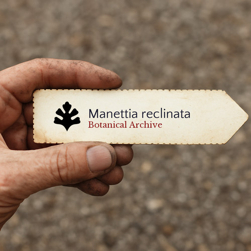 Manettia reclinata 1000 - reclinata, |