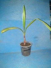 washingtonia robusta