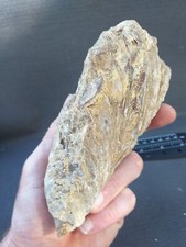 Ostrea Crassissima, Huitre Fossile, fossile France