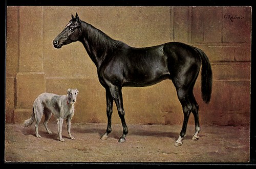 Carte postale cheval race - carte,