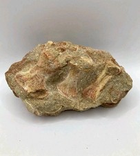 Fossile de pagaie de mosasaure