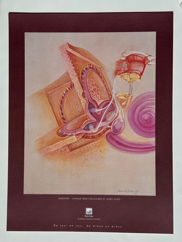 Affiche dessin anatomie - ,