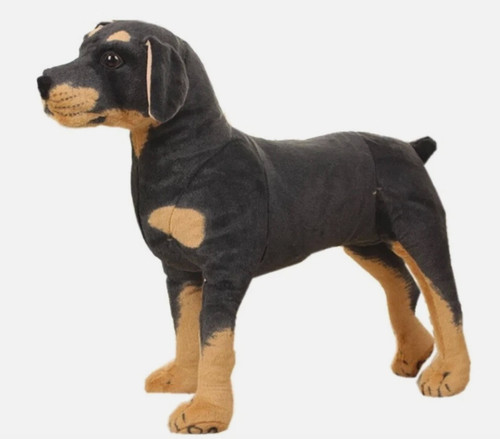 Oberman pinscher dog - pinscher, 10