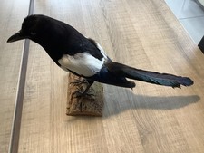 taxidermie oiseaux :  PIE
