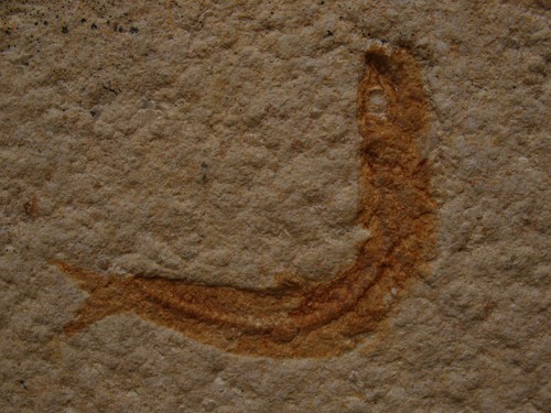 Poisson fossile tithonien - du,