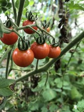20 Graines De Tomate Petit