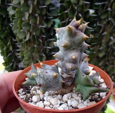 QUAQUA MAMMILLARIS stapelia