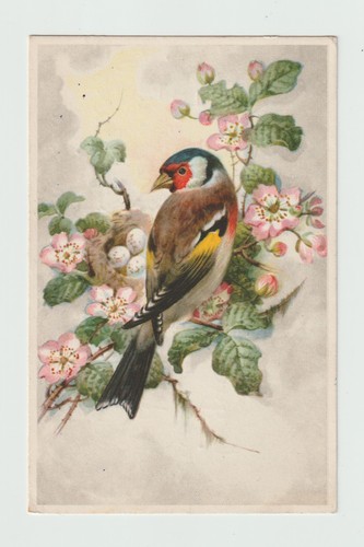 Chardonneret oiseau cpa - , oiseau.