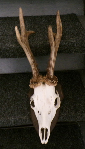 Superbe trophee chasse - superbe,