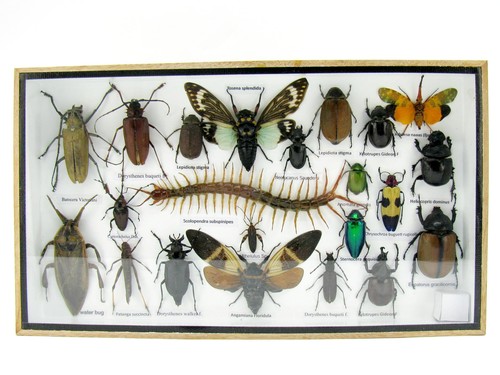 Insectes exotiques réel - insectes,