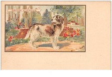 chien . n°44174 . griffon nivernais . carte pub.chicorée extra a la belle ja