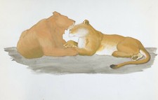 Gouache Originale Vintage Dessin Animalier Animal Lionnes Toilette XXe