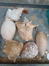 Gros lot de coquillage Casque cornu/ gros Lambi et des Cymbiums