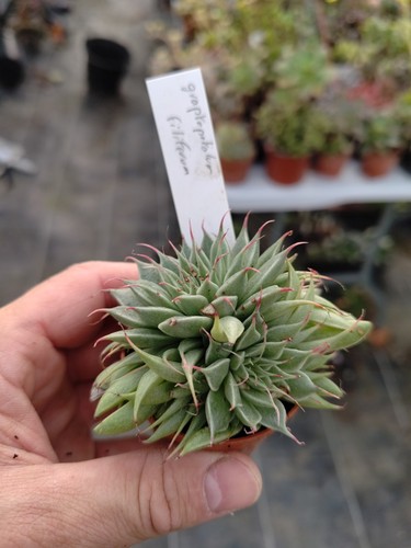 Graptopetalum filiferum big - filiferum,