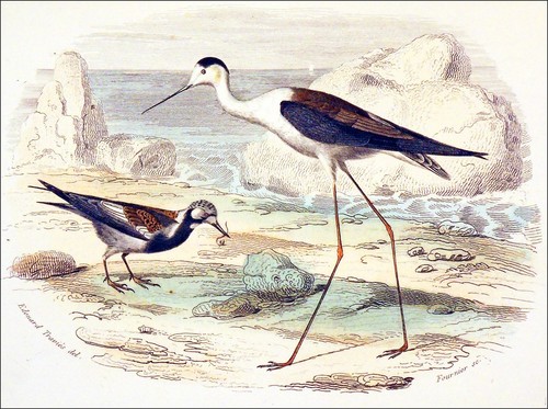 Ornithologie tournepierre à - ornithologie, :