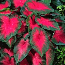 Caladium Tubercule coloré