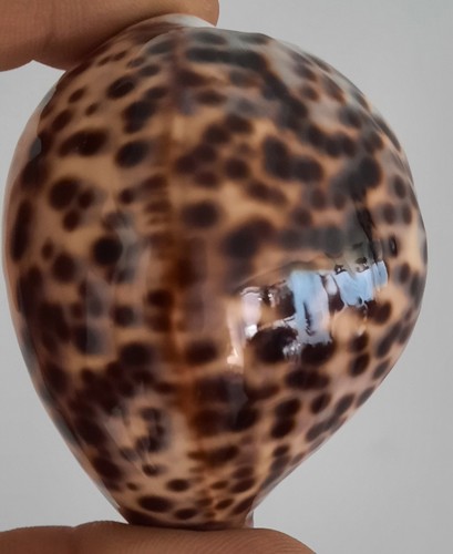 Curiosité taxidermie - ,,