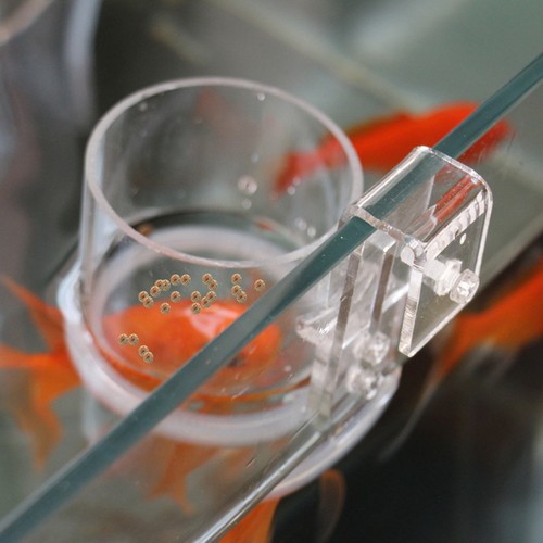 Aquarium accessoires assiette - ,