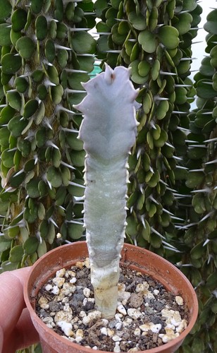 Caralluma speciosa succulente - speciosa,