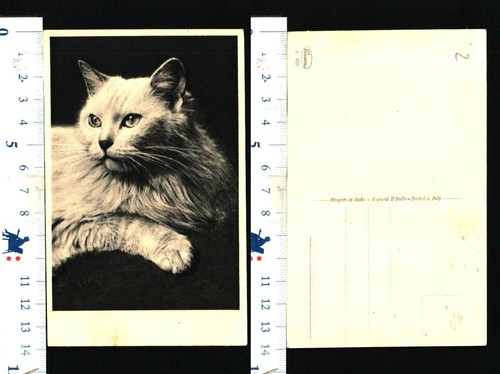 Photo magnifique chat - d'un,