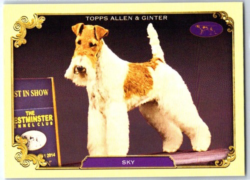 2024 allen ginter sos 19 - allen, #sos-19