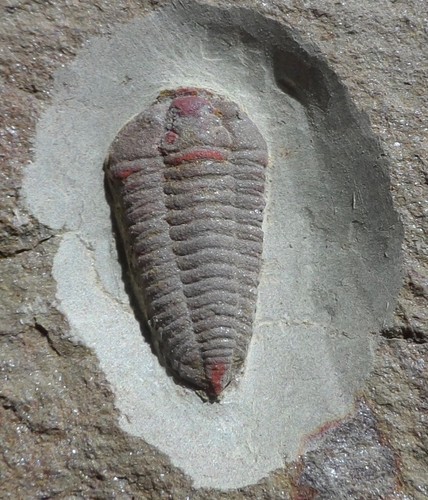 Trilobite ordovicien maroc - trilobite,