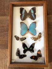 JOLIS PAPILLONS DANS UN CADRE