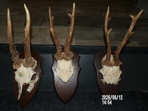 Trophees chasse massacre - chasse,