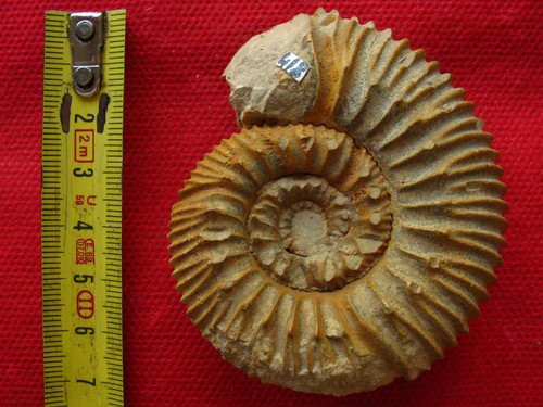 Deux ammonites callovien - ammonites, du