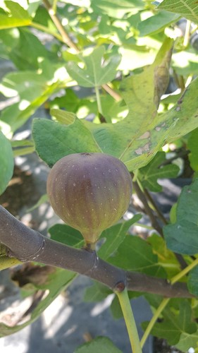 Ficus carica grise de - ficus,