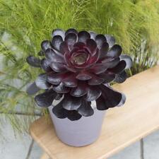 Semponium SURREAL® Destiny / Godet / Succulente