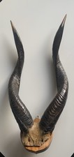 Trophée de chasse – cornes