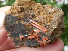 Cristaux de Crocoïte Dundas 4.5x3.5cm Tasmania Australie minéral collection rare