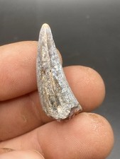 1,12'' / 2,8 cm quality crocodile fossil tooth - Niger